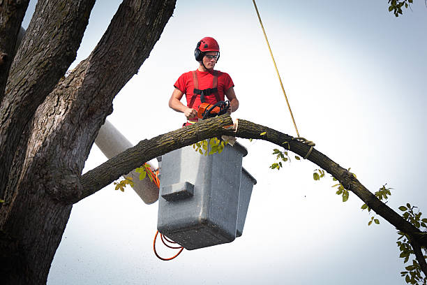 Best Large Tree Removal  in Emmaus, PA